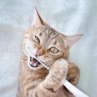 Cat,Brushes,Her,Teeth,With,A,Toothbrush.,High,Quality,Photo